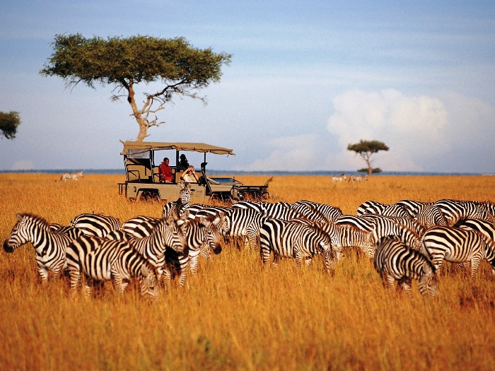 К зебрам в Танзанию